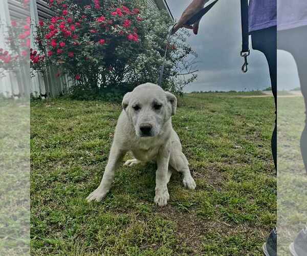 Medium Photo #2 Anatolian Shepherd-Labrador Retriever Mix Puppy For Sale in Scottsboro, AL, USA