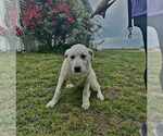 Small #1 Anatolian Shepherd-Labrador Retriever Mix