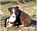 Small Photo #45 Border Collie Puppy For Sale in BYBEE, TN, USA