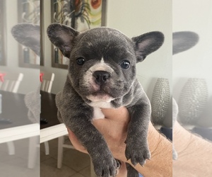 French Bulldog Puppy for sale in HUDSON, FL, USA