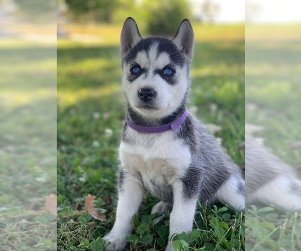 Medium Photo #1 Siberian Husky Puppy For Sale in CANTON, MO, USA