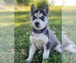 Small Photo #1 Siberian Husky Puppy For Sale in CANTON, MO, USA