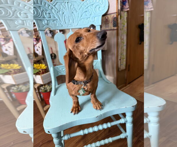 Medium Photo #3 Dachshund Puppy For Sale in Sioux Falls, SD, USA