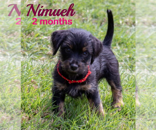 Medium Photo #9 Dachshund-Unknown Mix Puppy For Sale in San Antonio, TX, USA
