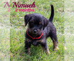 Small #8 Dachshund Mix
