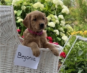 Golden Retriever Puppy for sale in OWEN, WI, USA