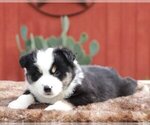 Puppy Monty Australian Shepherd