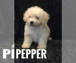 Puppy 5 Bichpoo