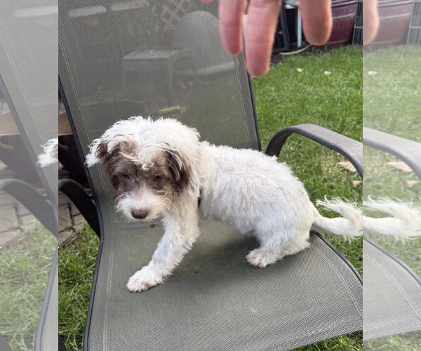 Medium Photo #3 Shih Tzu Puppy For Sale in Wheaton, IL, USA