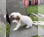 Small #2 Shih Tzu