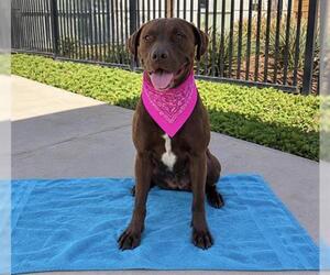 Labrador Retriever-Unknown Mix Dogs for adoption in Orange, CA, USA