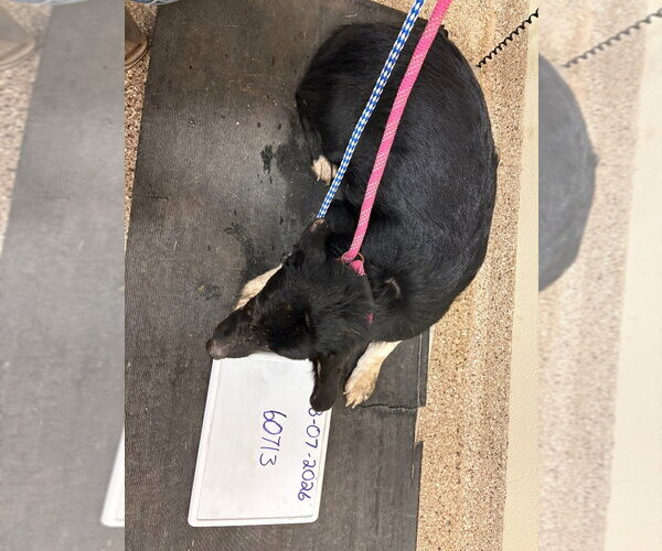 Medium Photo #2 Border Collie Puppy For Sale in Great Bend, KS, USA