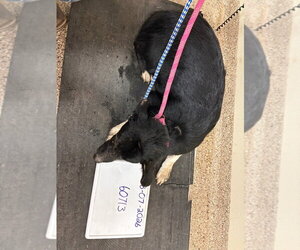 Falcon - Male Border Collie Dog for Adoption - Photo #2