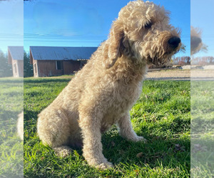 Mother of the Goldendoodle puppies born on 05/03/2021