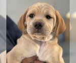 Small Photo #1 Golden Labrador Puppy For Sale in San Diego, CA, USA