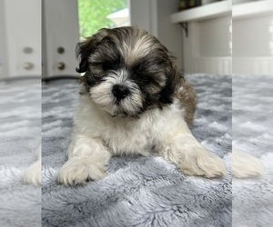 Mal-Shi Puppy for sale in INDIANAPOLIS, IN, USA