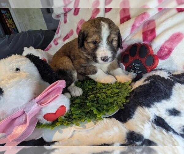 Medium Photo #1 Double Doodle Puppy For Sale in FAIRFIELD, CA, USA