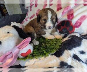 Medium Double Doodle