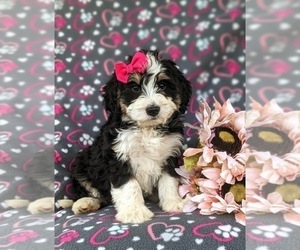 Miniature Bernedoodle Puppy for sale in OXFORD, PA, USA