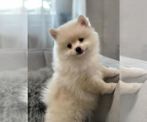 Pomeranian Puppy for sale in CORAL SPRINGS, FL, USA