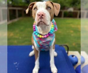 American Staffordshire Terrier-Unknown Mix Dogs for adoption in San Antonio, TX, USA