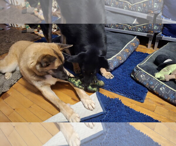 Medium Photo #29 German Shepherd Dog-Unknown Mix Puppy For Sale in Sebec, ME, USA
