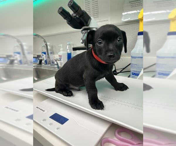 Medium Photo #1 Chihuahua Puppy For Sale in Rosenberg, TX, USA