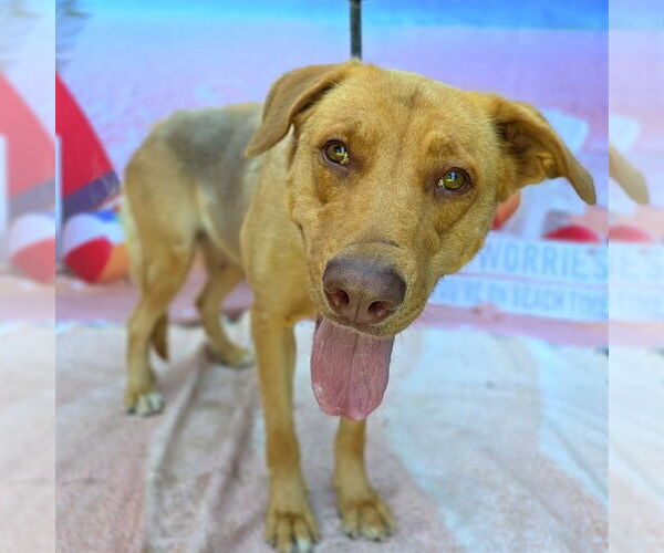 Medium Photo #2 Labrador Retriever-Unknown Mix Puppy For Sale in Long Beach, CA, USA