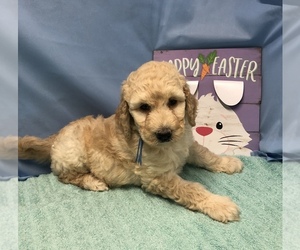 Goldendoodle Puppy for sale in BACKUS, MN, USA
