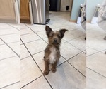 Small Pembroke Welsh Corgi-Yorkshire Terrier Mix