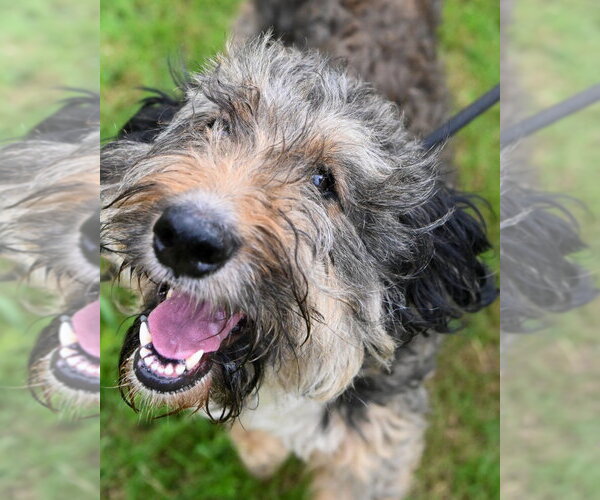 Medium Photo #3 Mutt Puppy For Sale in Glen Allen, VA, USA