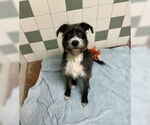 Small #1 Mutt