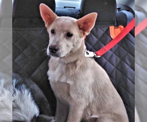 Elsa - Female Carolina Dog Dog for Adoption - Photo #2