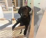 Small #2 Labrador Retriever