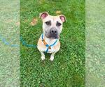 Small American Staffordshire Terrier Mix