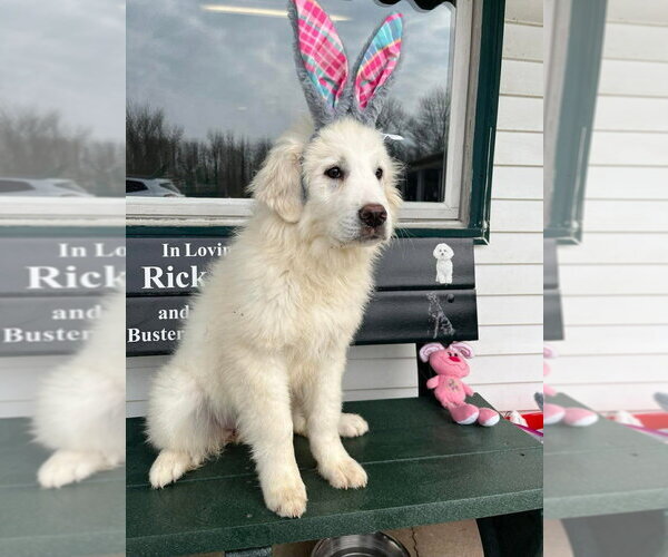 Medium Photo #1 Great Pyrenees Puppy For Sale in Osgood, IN, USA