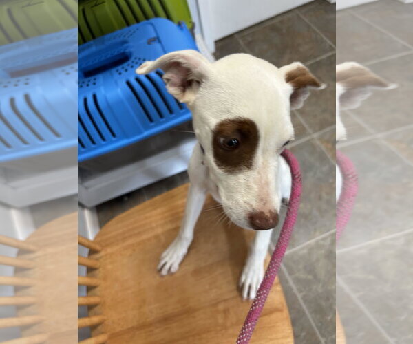 Medium Photo #6 Mutt Puppy For Sale in Monticello, MS, USA