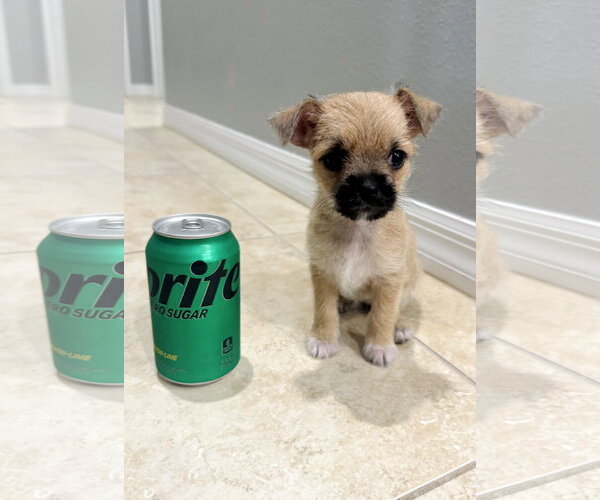 Medium Photo #3 ShiChi Puppy For Sale in Valrico, FL, USA