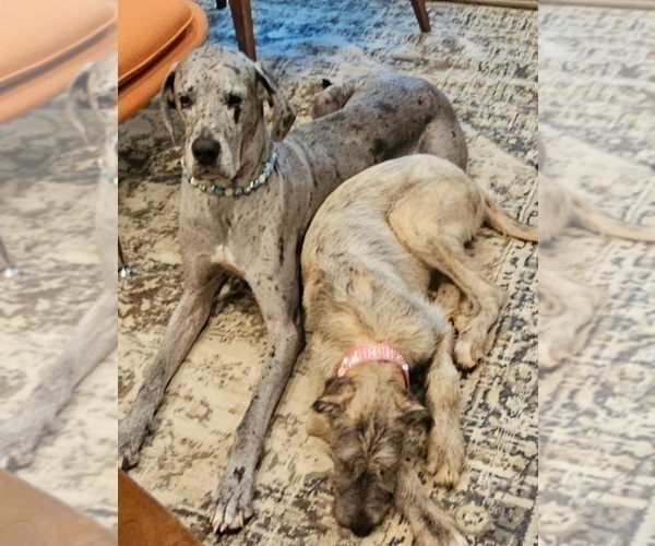 Medium Photo #3 Irish Dane Puppy For Sale in SPRINGFIELD, MO, USA