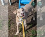 Small #2 American Pit Bull Terrier Mix