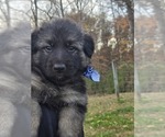 Puppy Blue German Shepherd Dog