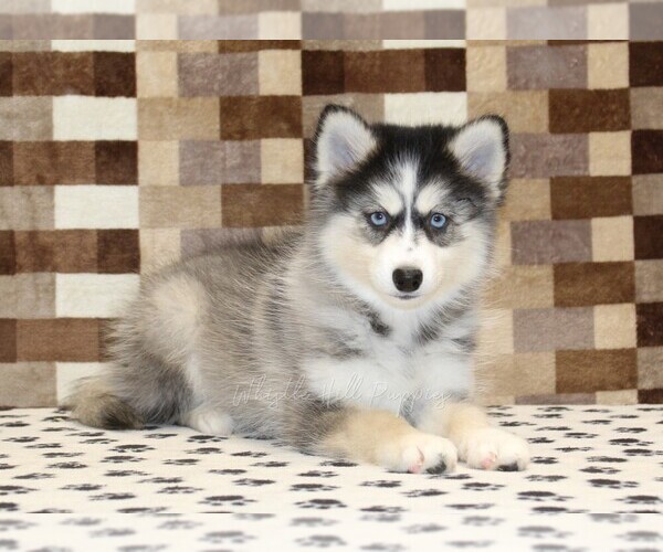 Medium Photo #3 Pomsky Puppy For Sale in DENVER, PA, USA