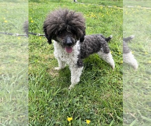 Father of the Cavapoo puppies born on 06/06/2025