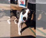 Small Photo #3 Catahoula Leopard Dog-Great Dane Mix Puppy For Sale in Bullard, TX, USA