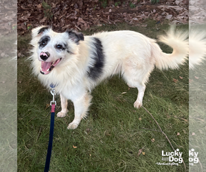 Mutt Dogs for adoption in Washington, DC, USA