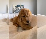 Puppy 5 Goldendoodle