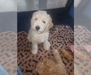 Goldendoodle Puppy for sale in GREELEY, CO, USA