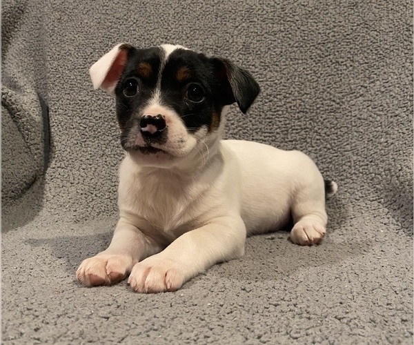 Medium Photo #9 Jack Russell Terrier Puppy For Sale in RICHMOND, MI, USA