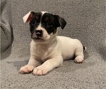Small #8 Jack Russell Terrier