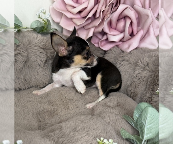Medium Photo #6 Chihuahua Puppy For Sale in GLEN ALLEN, VA, USA